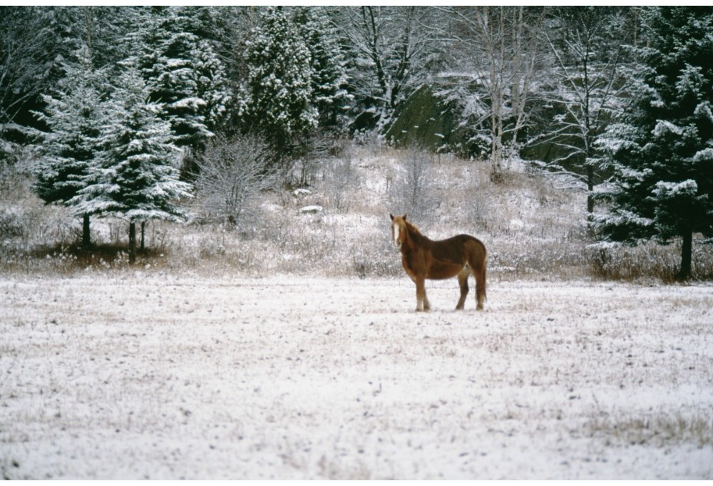 How to care for your horses in winter