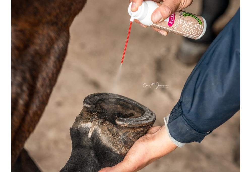 Horse Hoof Care: Tips and Tricks for Healthy Hooves