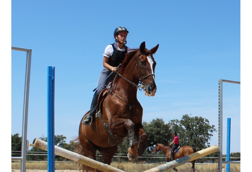 Effective Rein Handling: Basics Every Horse Owner Should Know